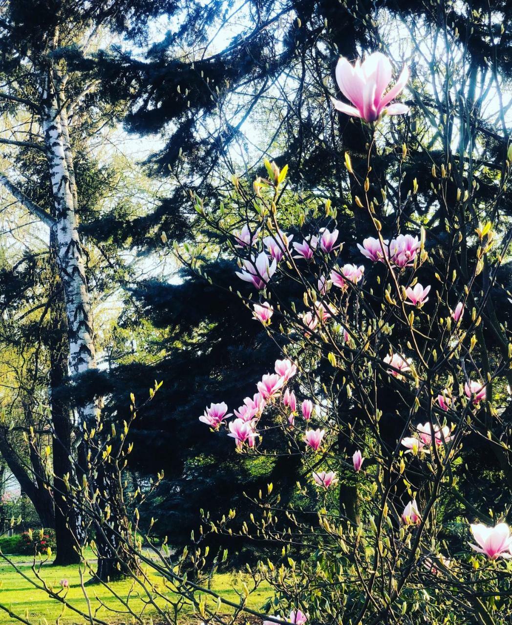 Rezydencja Willa Park & Restauracja Legnica Dış mekan fotoğraf